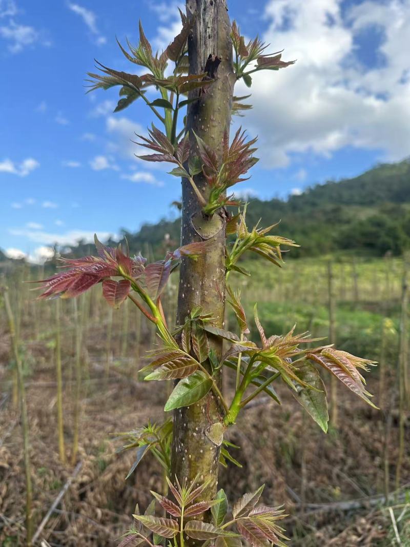 云南精品香椿芽红油香椿芽新鲜上市品质保证产地直发