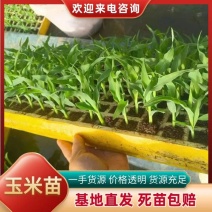 精品玉米苗成熟周期快保质保量提供技术指导成活率高
