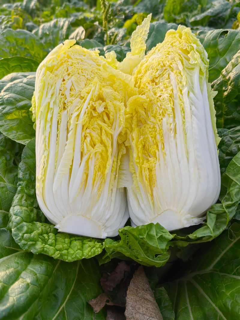 娃娃菜黄心娃娃菜大娃娃菜商超配货按需加工长期合作
