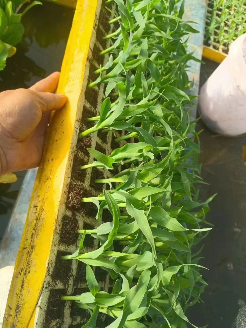 精品玉米苗成熟周期快保质保量提供技术指导成活率高