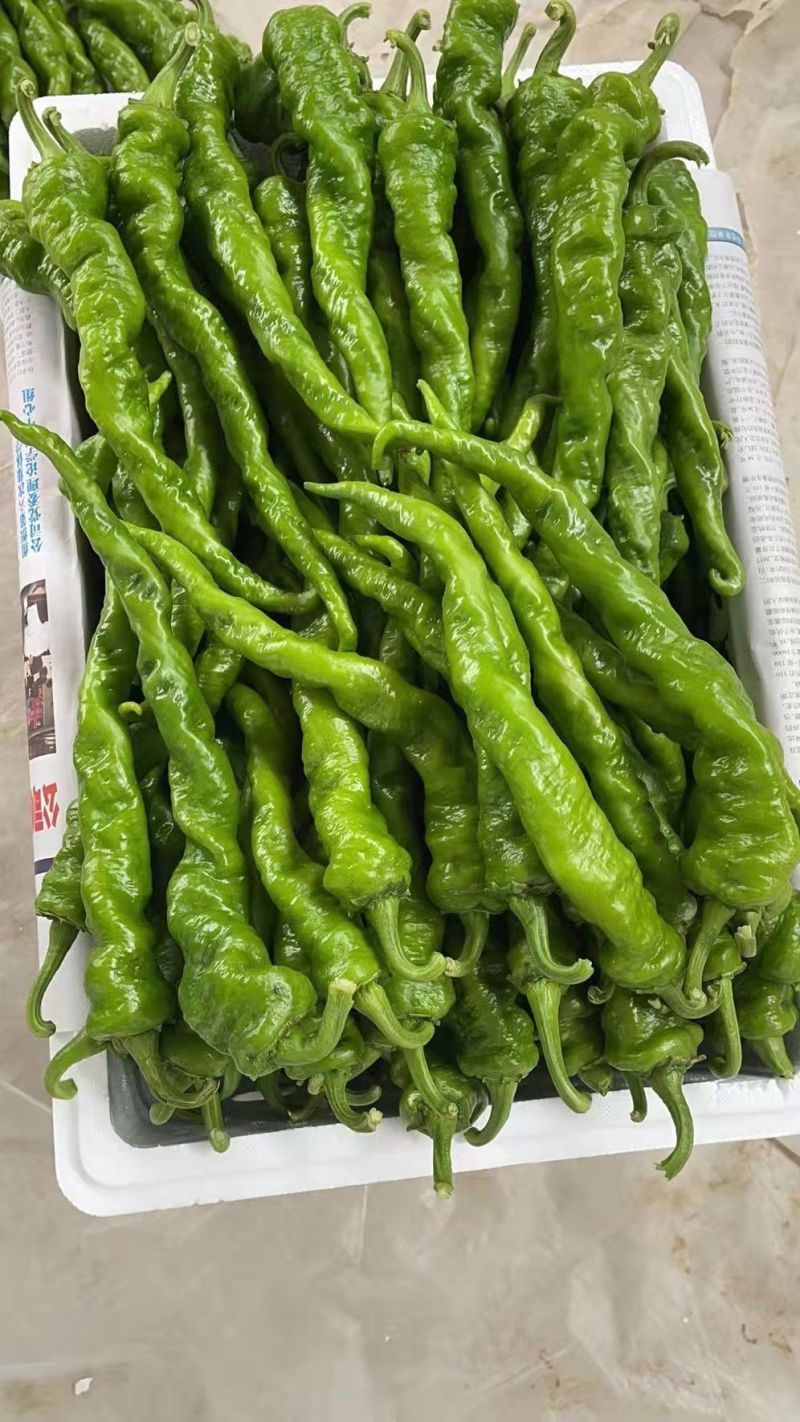 螺丝椒陇椒河北鲜辣椒品种全商超配货代发全国
