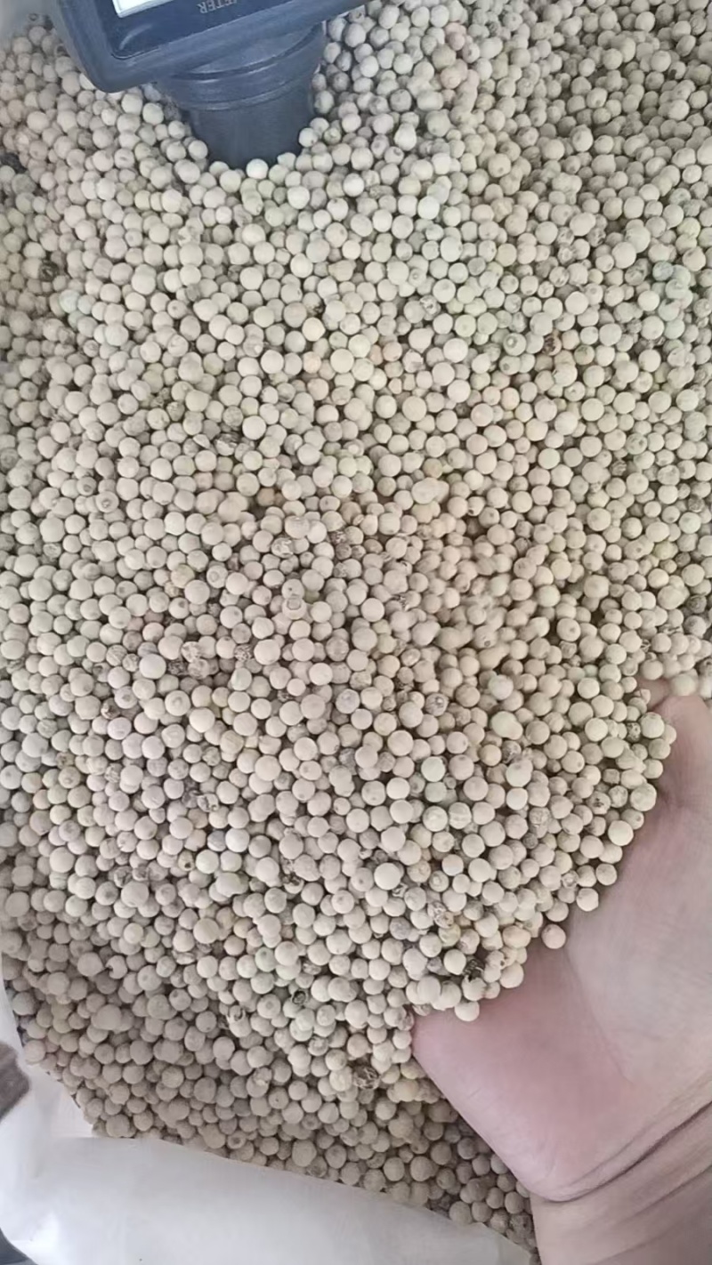 【包邮到家】海南精品白胡椒越南鸿福盛黑胡椒产地直销