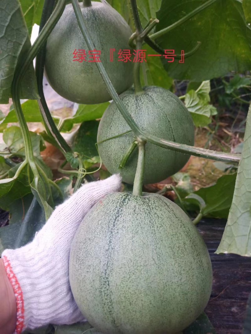 嫁接绿宝甜瓜苗直根绿宝苗星甜24甜瓜苗免费技术指导
