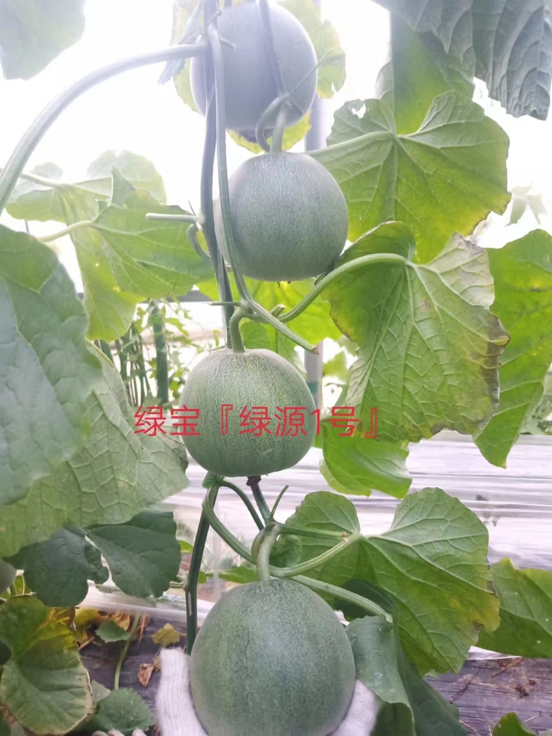嫁接绿宝甜瓜苗直根绿宝苗星甜24甜瓜苗免费技术指导