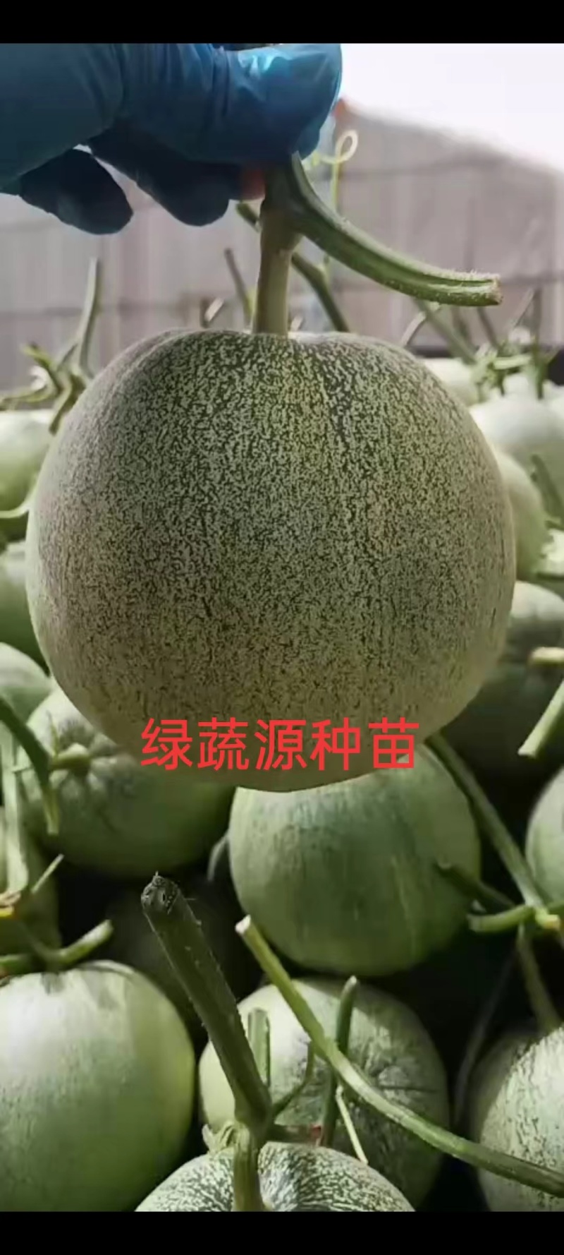嫁接绿宝甜瓜苗直根绿宝苗星甜24甜瓜苗免费技术指导
