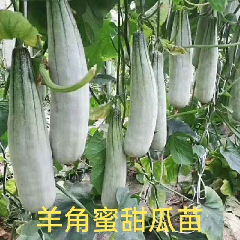 羊角蜜甜瓜口感脆甜产量高抗病能力强早熟嫁接苗直播苗