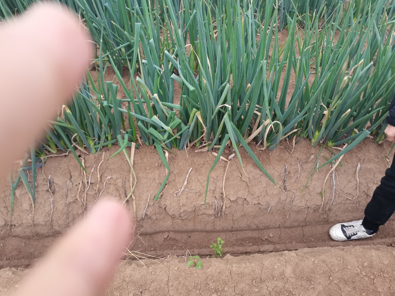 陕西长白大葱，产地直发，保质保量，没有中间商，量大