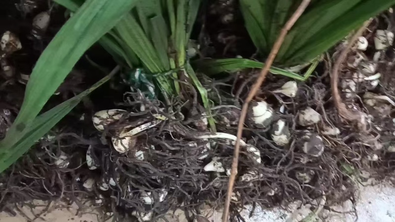 毛慈菇现货可按斤可按株
