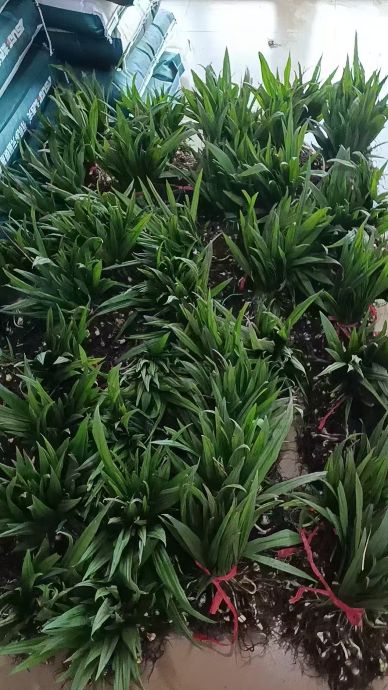 毛慈菇现货可按斤可按株