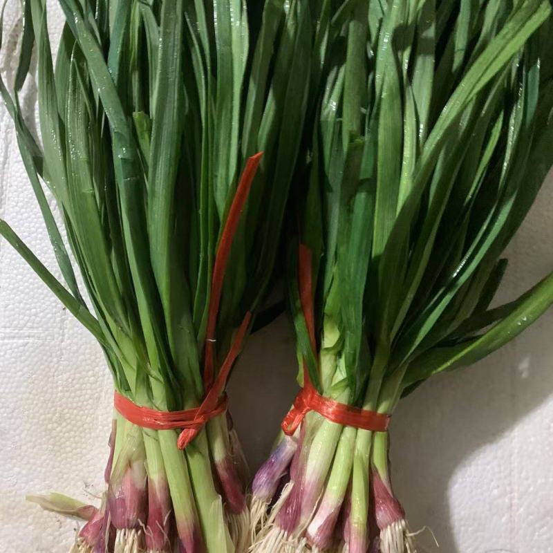 红皮蒜苗