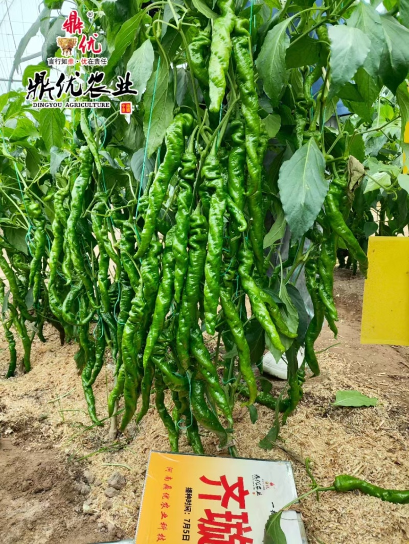 齐璇115全螺丝椒螺纹重顺有果量大上部果不变短亩产2万斤