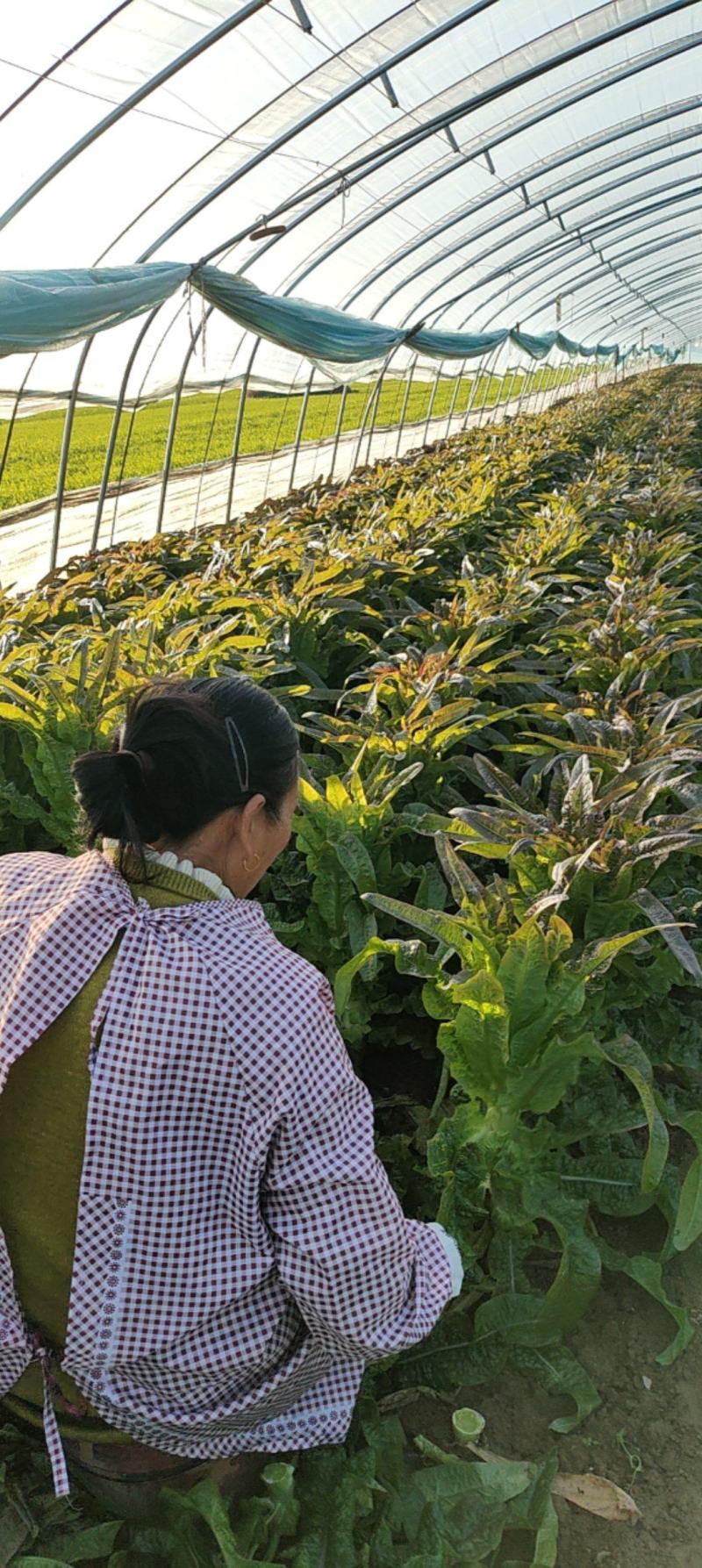 红尖叶香莴笋莴苣，全年大量供应，安徽产地，全国发货！