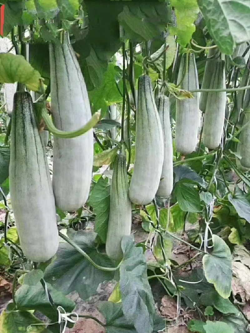 羊角蜜甜瓜口感脆甜产量高抗病能力强早熟嫁接苗直播苗
