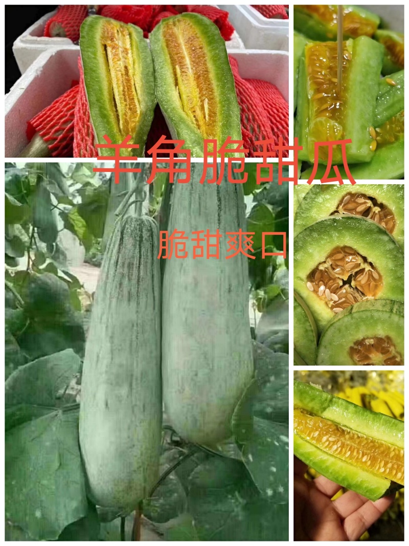 羊角蜜甜瓜口感脆甜产量高抗病能力强早熟嫁接苗直播苗