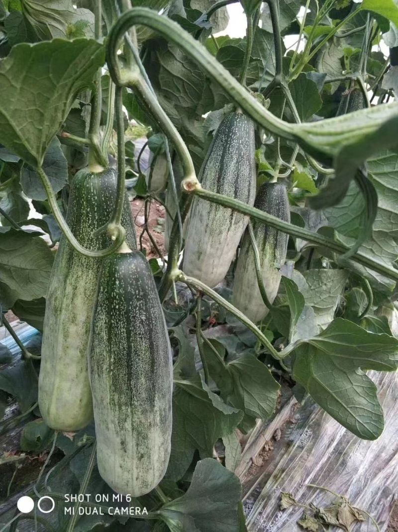 羊角蜜甜瓜口感脆甜产量高抗病能力强早熟嫁接苗直播苗