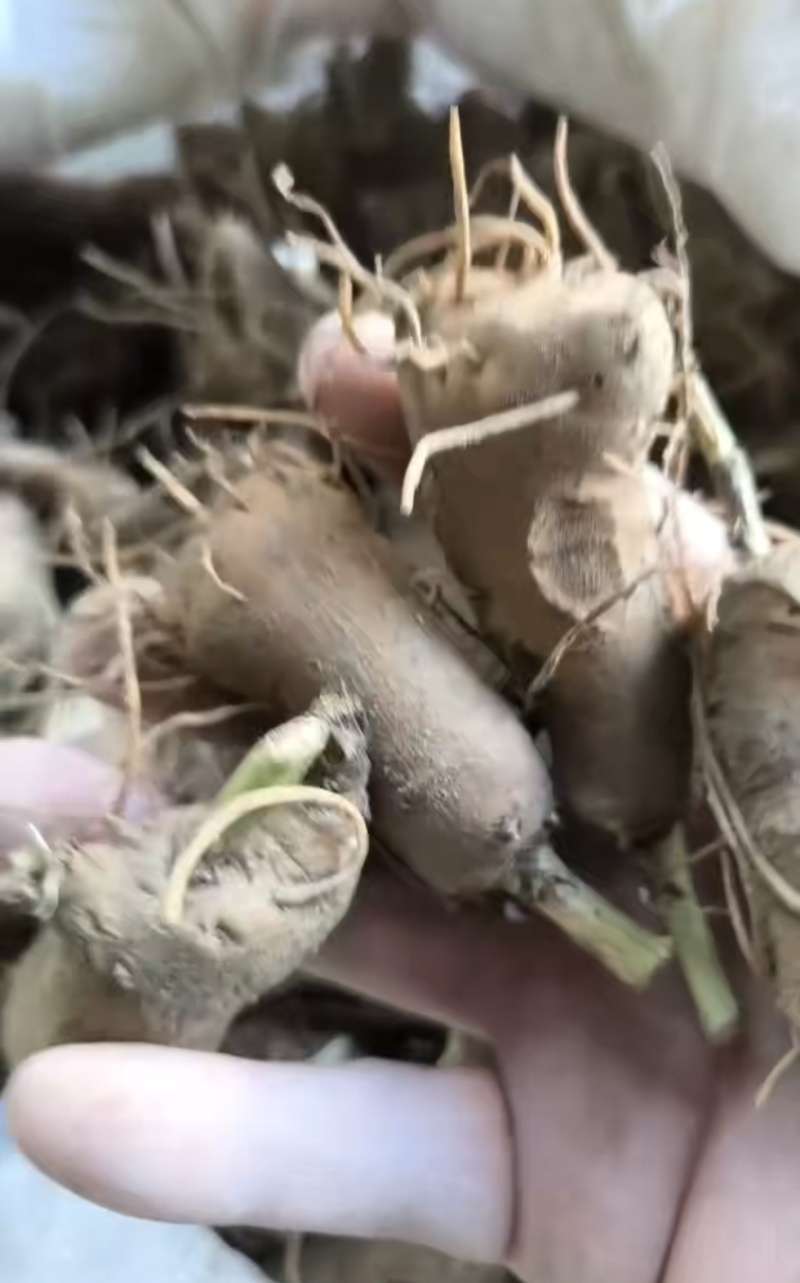 白术芽，中号(50到60颗)，小号80颗以上，大量供应