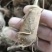 白术芽，中号(50到60颗)，小号80颗以上，大量供应
