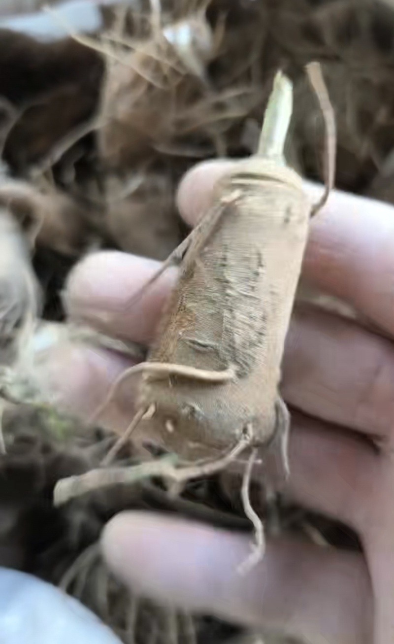 白术芽，中号(50到60颗)，小号80颗以上，大量供应