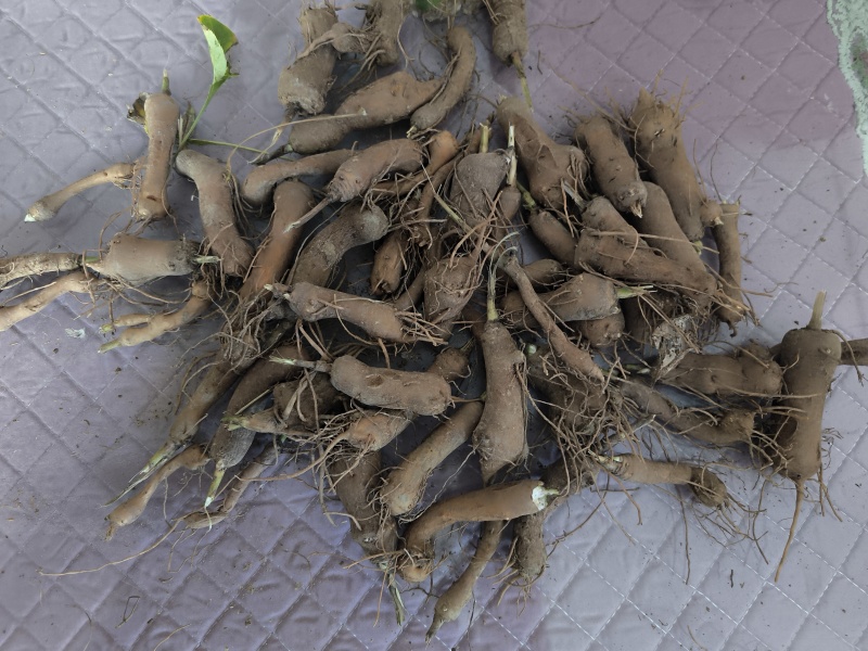 白术芽，中号(50到60颗)，小号80颗以上，大量供应