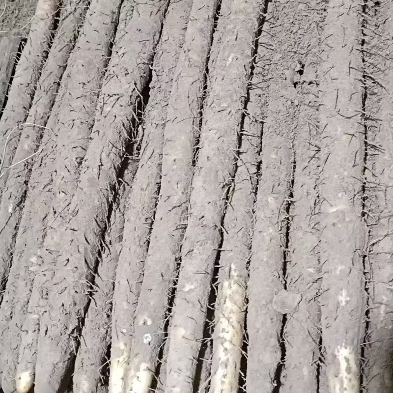 铁棍山药大量上市量大价低条形好口感正现挖现发价格优惠