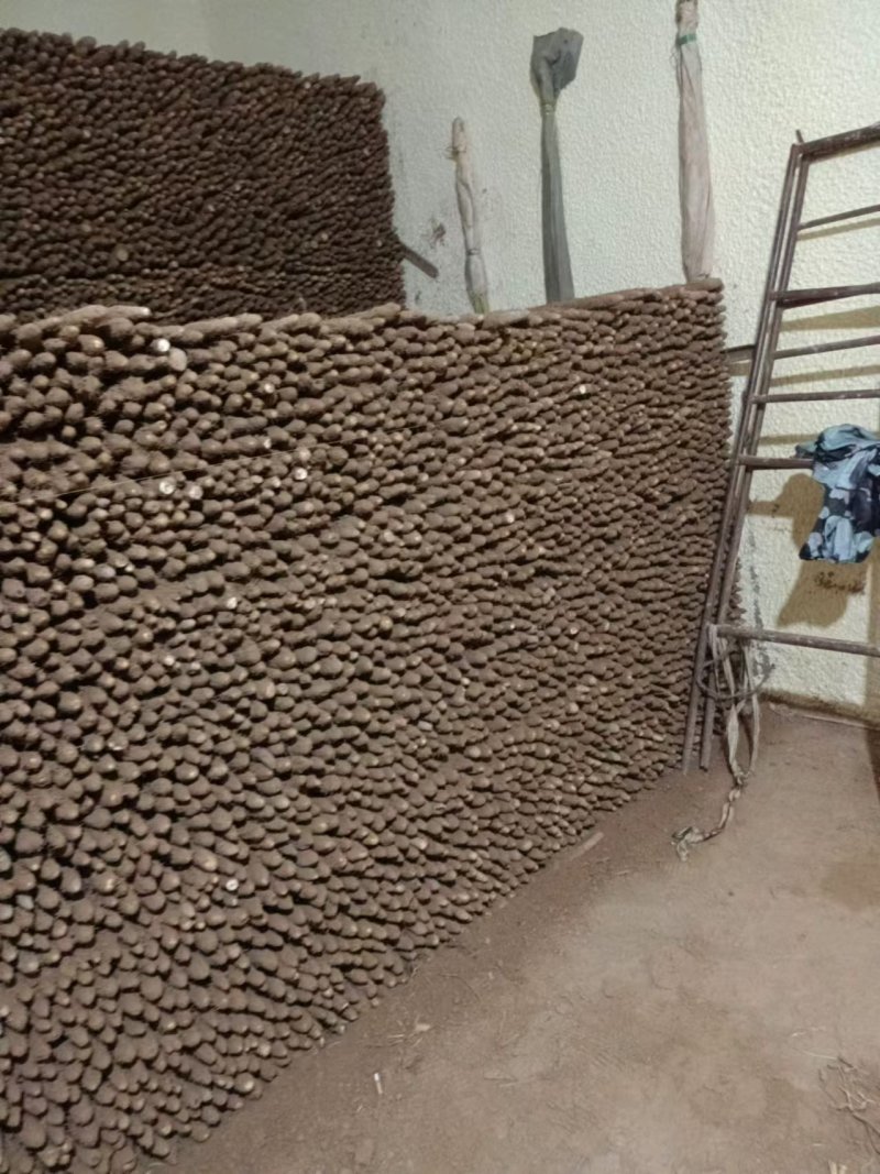 铁棍山药大量上市量大价低条形好口感正现挖现发价格优惠