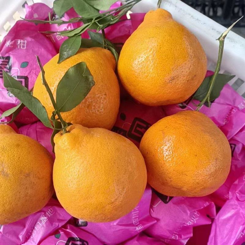 四川精品春见耙耙柑，皮薄汁多纯甜口感产地直发一手货源