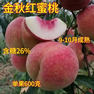 果园直发桃树苗新品种晚熟金秋红蜜桃巨型冬桃苗包品种成活率