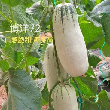 博洋72甜瓜博洋高端品种嫁接苗糖度高抗病强产量高