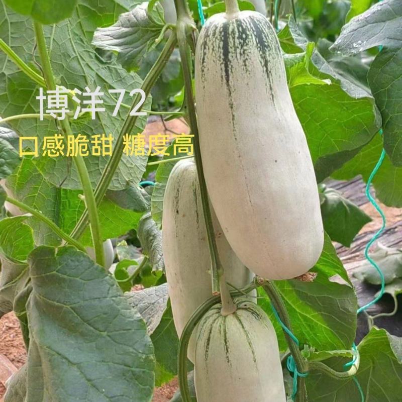 博洋72甜瓜博洋高端品种嫁接苗糖度高抗病强产量高