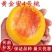 果园直发桃树苗新品种特大晚熟黄金蜜四号（芒果味）保证品种