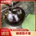 茄子苗嫁接黑宝圆茄苗直根茄苗紫色黑色圆茄子苗
