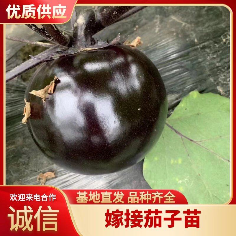 茄子苗嫁接黑宝圆茄苗直根茄苗紫色黑色圆茄子苗