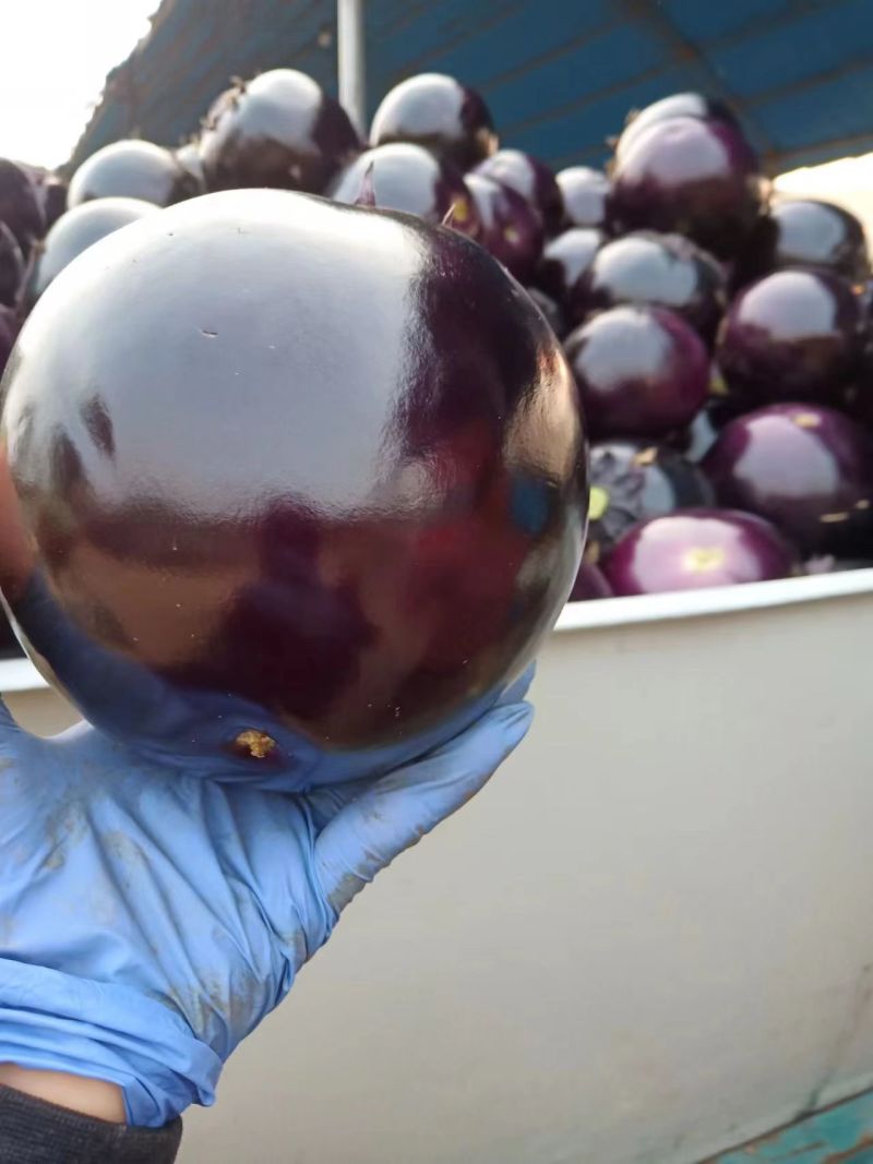 茄子苗嫁接黑宝圆茄苗直根茄苗紫色黑色圆茄子苗