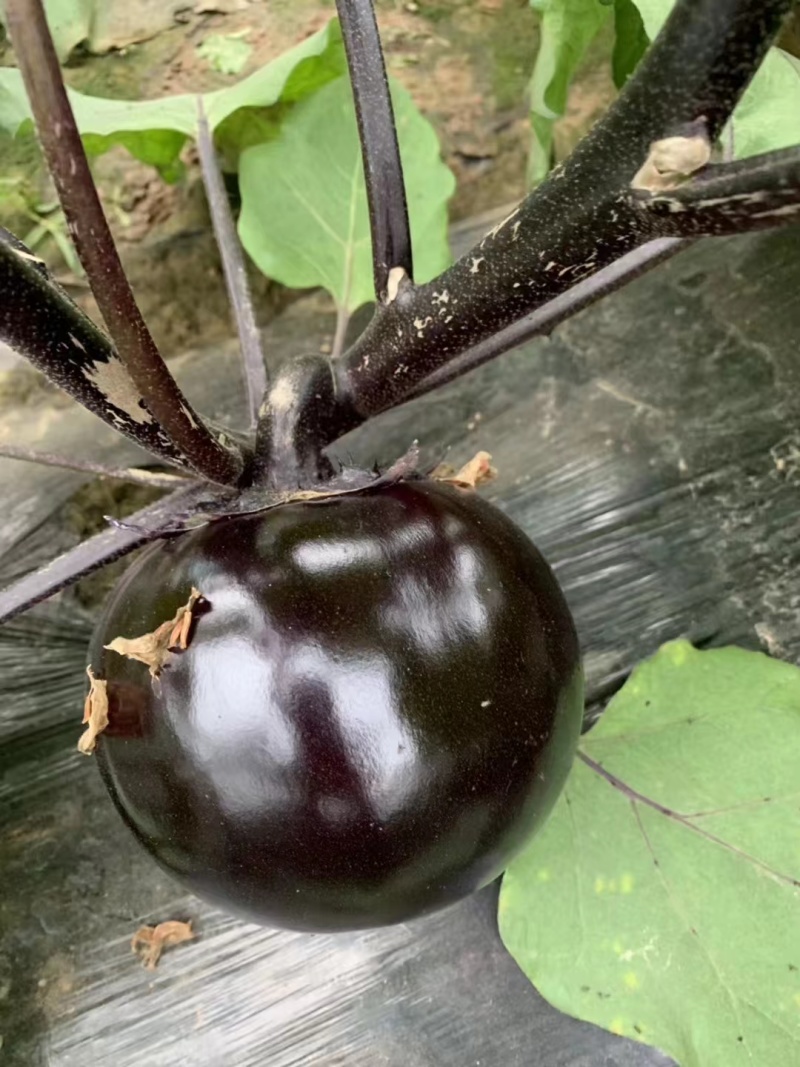 茄子苗嫁接黑宝圆茄苗直根茄苗紫色黑色圆茄子苗
