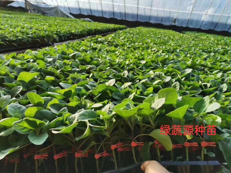 茄子苗嫁接黑宝圆茄苗直根茄苗紫色黑色圆茄子苗