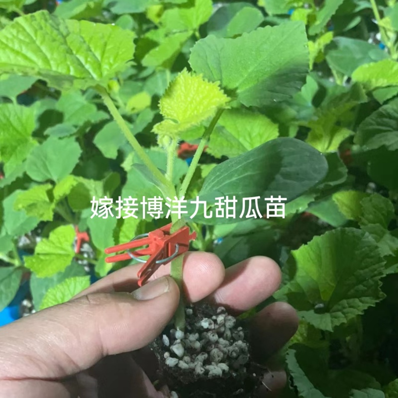 博洋72甜瓜博洋高端品种嫁接苗糖度高抗病强产量高