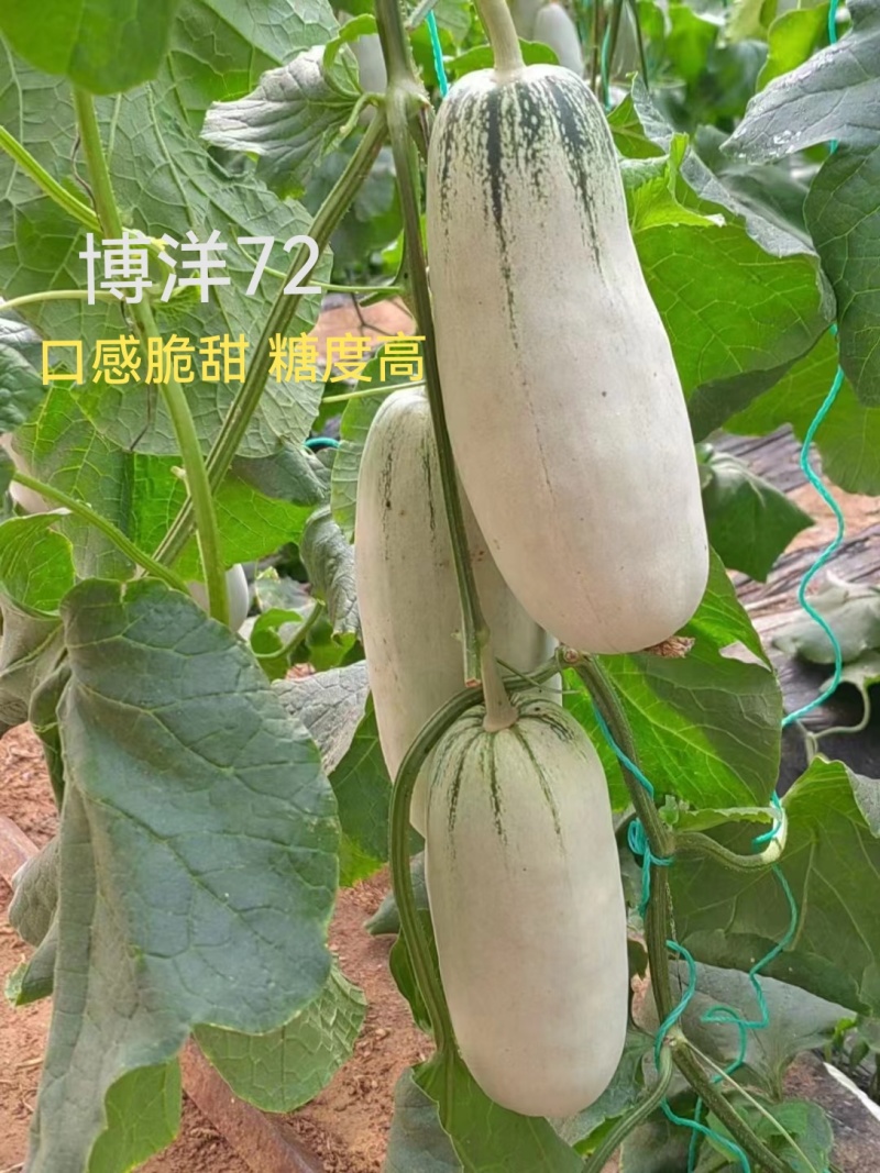 博洋72甜瓜博洋高端品种嫁接苗糖度高抗病强产量高
