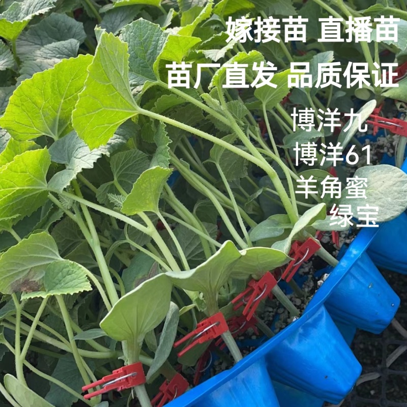 博洋72甜瓜博洋高端品种嫁接苗糖度高抗病强产量高