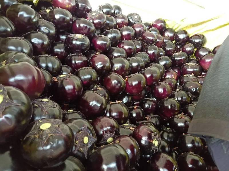 紫光圆茄河北圆茄子商超电商配货净菜加工代发全国市场