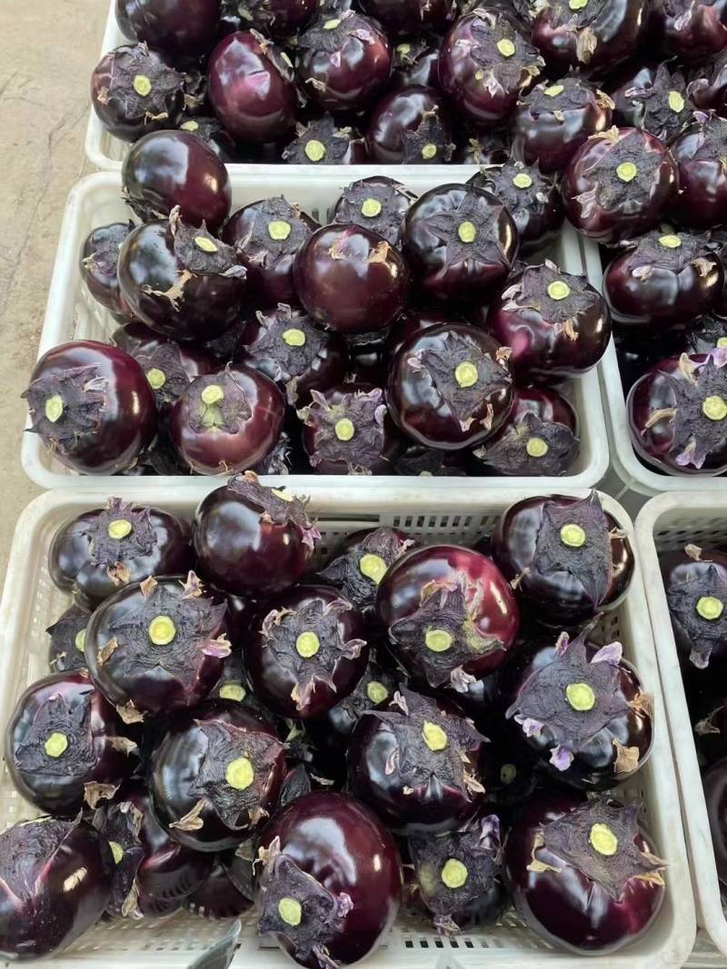 紫光圆茄河北圆茄子商超电商配货净菜加工代发全国市场