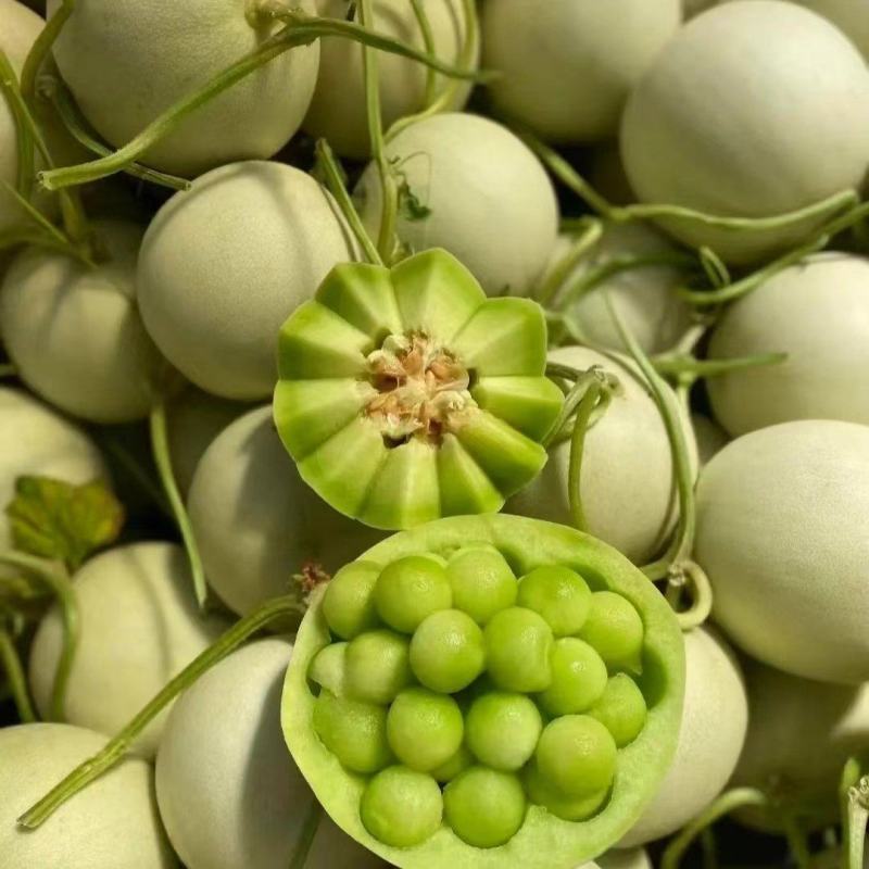 玉菇甜瓜直播苗嫁接苗糖度高冰激凌口感好产量高抗病强