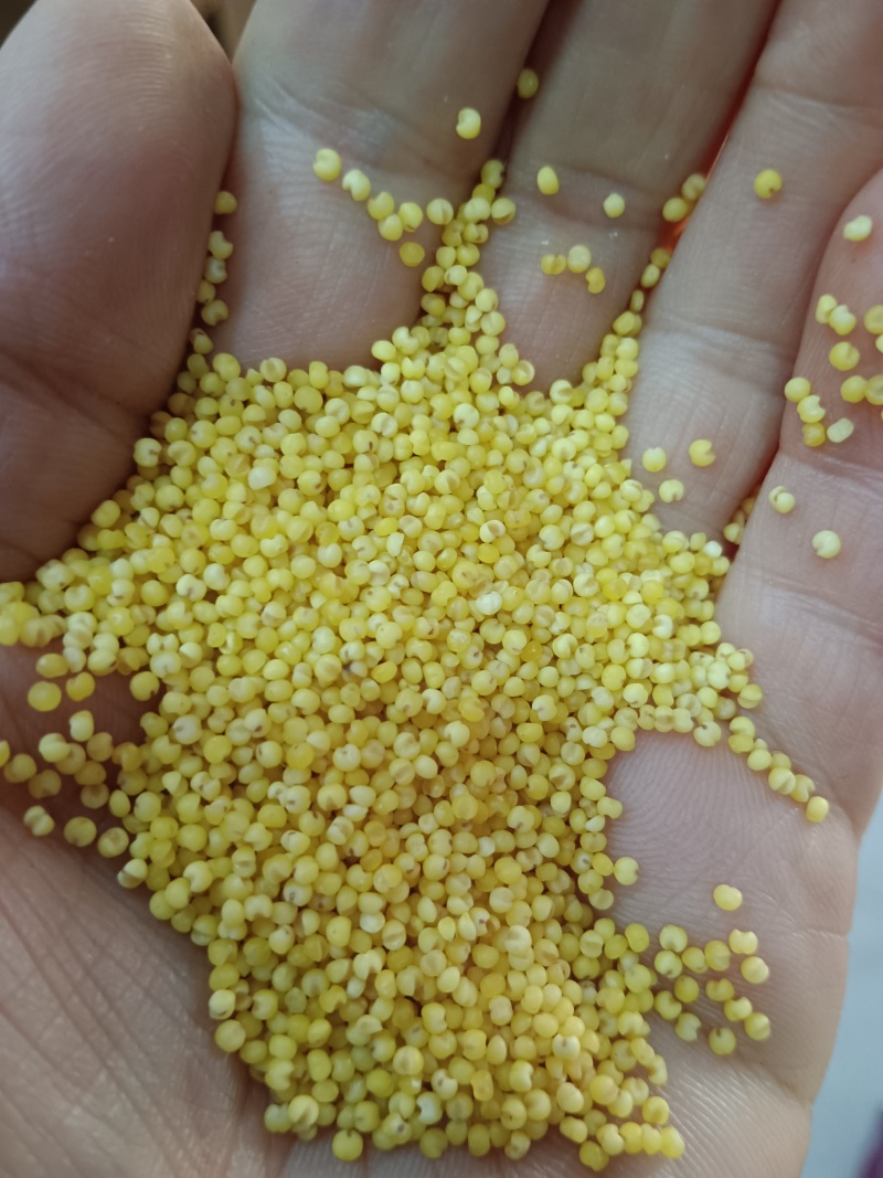 河北金苗小米