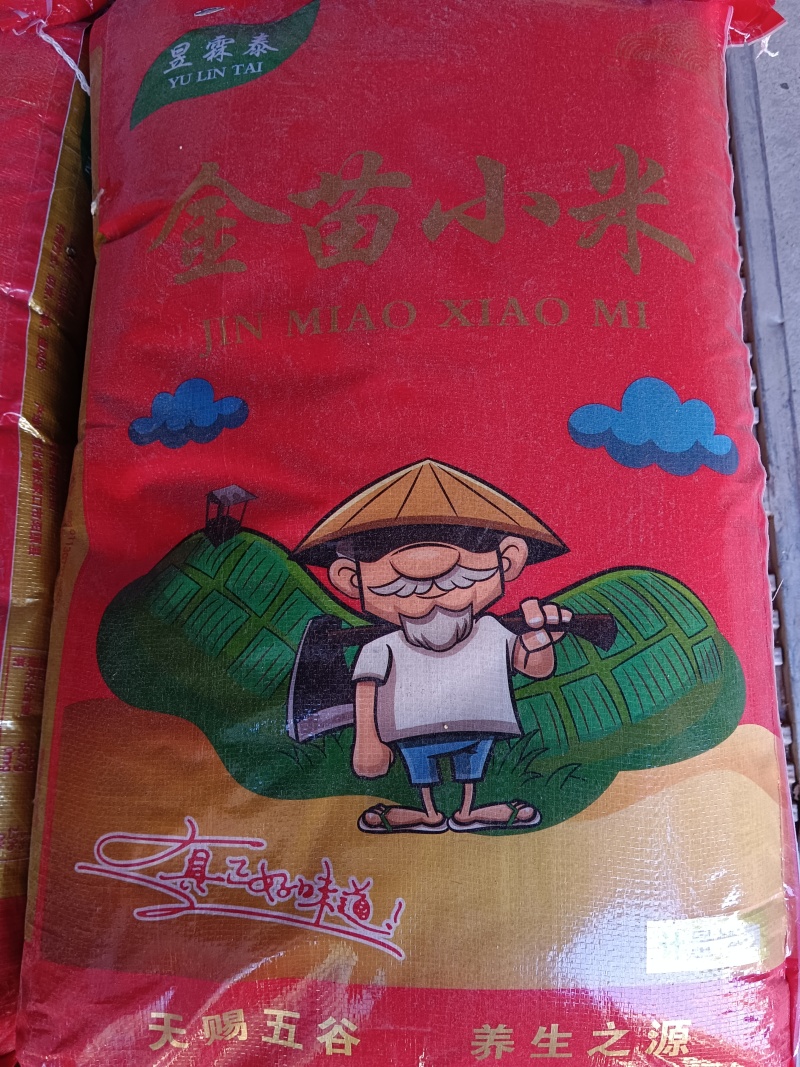 河北金苗小米