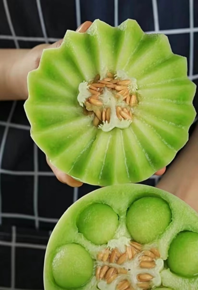 玉菇甜瓜直播苗嫁接苗糖度高冰激凌口感好产量高抗病强
