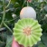 玉菇甜瓜直播苗嫁接苗糖度高冰激凌口感好产量高抗病强