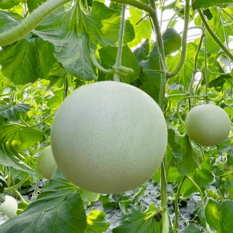 玉菇甜瓜直播苗嫁接苗糖度高冰激凌口感好产量高抗病强