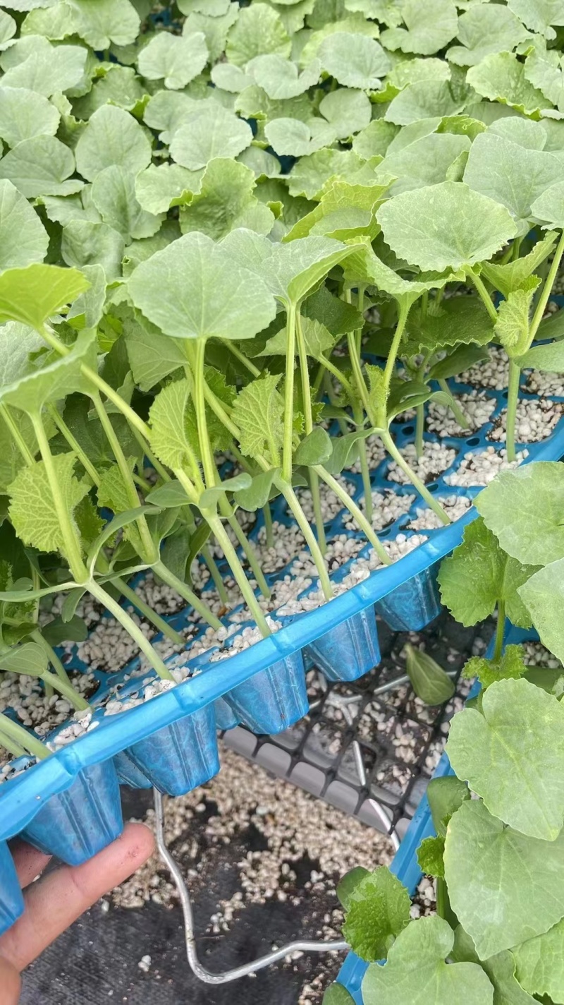 玉菇甜瓜直播苗嫁接苗糖度高冰激凌口感好产量高抗病强