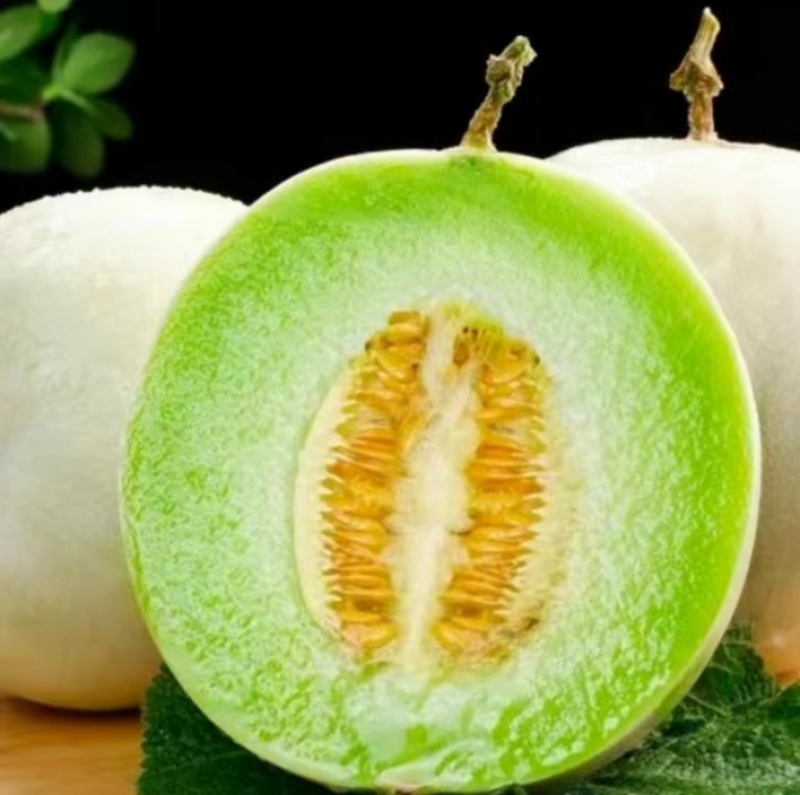 玉菇甜瓜直播苗嫁接苗糖度高冰激凌口感好产量高抗病强