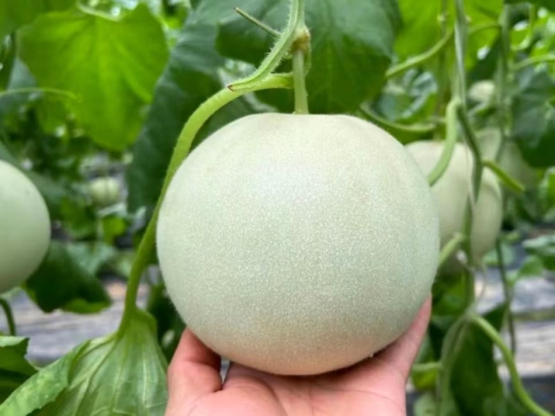 玉菇甜瓜直播苗嫁接苗糖度高冰激凌口感好产量高抗病强