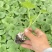 玉菇甜瓜直播苗嫁接苗糖度高冰激凌口感好产量高抗病强